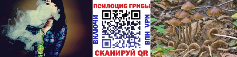 Псилоцибиновые грибы Psilocybine cubensis  Камышин 
